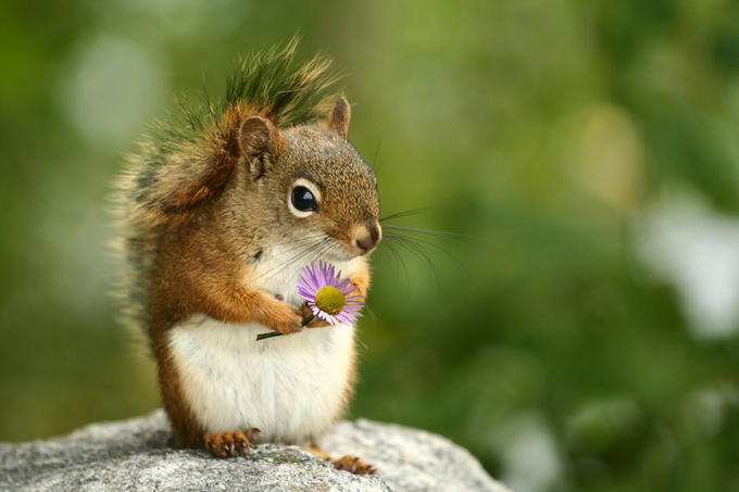 squirrel-holding-a-flower-big | Mighty Introvert